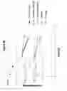 Fig. 08 - ANTIGEN-BINDING POLYPEPTIDES AGAINST CARTILAGE DEGENERATION