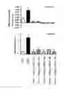 Fig. 11 - ANTIGEN-BINDING POLYPEPTIDES AGAINST CARTILAGE DEGENERATION