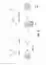 Fig. 11 - Activated T Cells