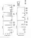 Fig. 17 - Activated T Cells