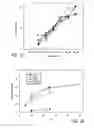 Fig. 24 - Activated T Cells