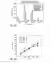 Fig. 26 - Activated T Cells