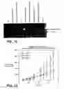 Fig. 14 - DR4 ANTIBODIES AND USES THEREOF