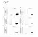 Fig. 08 - PATHWAYS INVOLVED IN ARTERIOGENESIS AND USES THEREOF