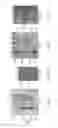 Fig. 02 - Antibodies that specifically bind hedgehog-derived polypeptides