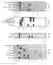 Fig. 07 - Antibodies that specifically bind hedgehog-derived polypeptides