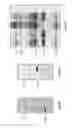 Fig. 12 - Antibodies that specifically bind hedgehog-derived polypeptides