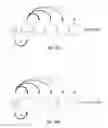 Fig. 14 - Antibodies that specifically bind hedgehog-derived polypeptides