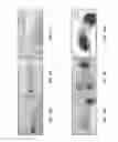 Fig. 22 - Antibodies that specifically bind hedgehog-derived polypeptides