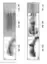 Fig. 23 - Antibodies that specifically bind hedgehog-derived polypeptides