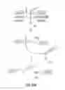 Fig. 36 - Antibodies that specifically bind hedgehog-derived polypeptides