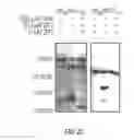Fig. 38 - Antibodies that specifically bind hedgehog-derived polypeptides