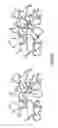 Fig. 43 - Antibodies that specifically bind hedgehog-derived polypeptides