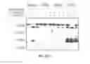 Fig. 48 - Antibodies that specifically bind hedgehog-derived polypeptides