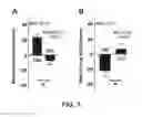 Fig. 04 - Compositions and Methods to Promote Neural Cell Growth