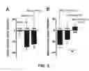 Fig. 06 - Compositions and Methods to Promote Neural Cell Growth