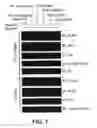 Fig. 08 - Compositions and Methods to Promote Neural Cell Growth