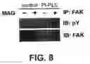 Fig. 09 - Compositions and Methods to Promote Neural Cell Growth