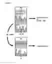 Fig. 06 - IDENTIFICATION OF A NUCLEIC ACID MOLECULE