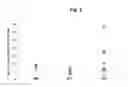 Fig. 04 - RhoC-based immunotherapy