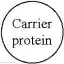 Fig. 10 - Hapten-carrier conjugates for treating and preventing nicotine addiction