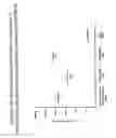 Fig. 16 - Alphavirus Vectors for Respiratory Pathogen Vaccines