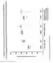 Fig. 19 - Alphavirus Vectors for Respiratory Pathogen Vaccines