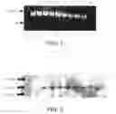 Fig. 02 - Immunogenic PcpA Polypeptides and Uses Thereof
