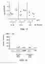 Fig. 09 - Immunogenic PcpA Polypeptides and Uses Thereof