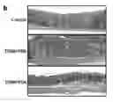 Fig. 01 - IMMUNOMODULATING COMPOUNDS AND RELATED COMPOSITIONS AND METHODS