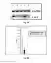 Fig. 12 - METHOD OF REGULATING THE TH17 PATHWAY AND ITS ASSOCIATED METABOLIC IMPACT