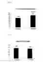Fig. 06 - PHARMACEUTICAL COMPOSITION FOR THE TREATMENT AND PREVENTION OF CARDIAC DISEASE