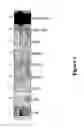 Fig. 02 - METHOD OF INCREASING METABOLISM