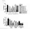 Fig. 07 - Composition for preventing and treating arthritic diseases
