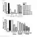 Fig. 09 - Composition for preventing and treating arthritic diseases
