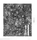 Fig. 12 - Fabrication method of nanomaterials by using polymeric nanoporous templates