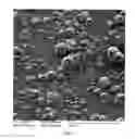 Fig. 04 - Spinulose titanium nanoparticulate surfaces