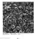 Fig. 08 - Spinulose titanium nanoparticulate surfaces