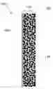 Fig. 01 - ELECTRODES WITH SOLID POLYMER ELECTROLYTES
