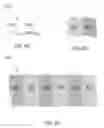 Fig. 07 - ELECTRODES WITH SOLID POLYMER ELECTROLYTES