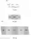 Fig. 08 - ELECTRODES WITH SOLID POLYMER ELECTROLYTES