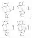 Fig. 07 - Differential amplification of mutant nucleic acids by PCR in a mixture of nucleic acids
