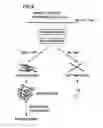 Fig. 04 - SEPARATION PURIFICATION METHOD AND MICROFLUIDIC CIRCUIT