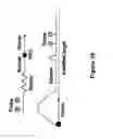 Fig. 17 - Oligonucleotides and uses thereof
