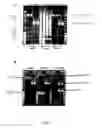 Fig. 09 - Measurement of the immunological diversity and evaluation of the effects of a treatment through studying V(D)J diversity