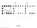 Fig. 05 - NANOPARTICLE-MEDIATED SIGNAL AMPLIFICATION