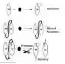 Fig. 01 - Linked peptides fluorogenic biosensors