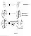 Fig. 09 - Linked peptides fluorogenic biosensors