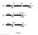 Fig. 10 - Linked peptides fluorogenic biosensors
