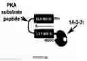 Fig. 35 - Linked peptides fluorogenic biosensors